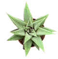 Haworthia Miami